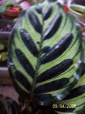 Photo of Peacock Plant (Goeppertia makoyana) uploaded by Amazindirt
