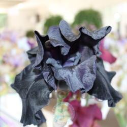 Location: Schreiner's Garden
Date: 2017-05-22
wilted at the flower show, but so black and velvety!