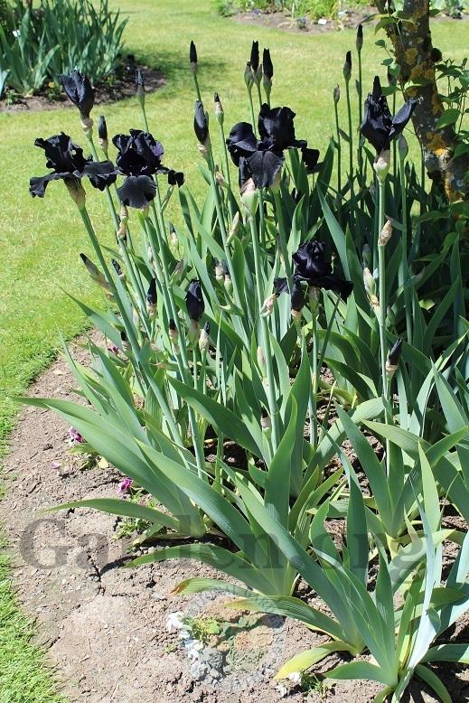 Photo of Tall Bearded Iris (Iris 'Blackwater') uploaded by HighdesertNiki