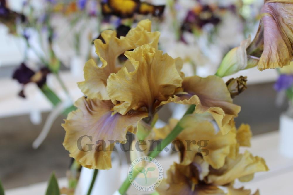 Photo of Tall Bearded Iris (Iris 'Bamboo Shadows') uploaded by HighdesertNiki