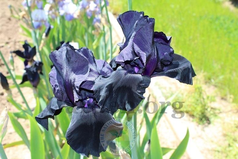 Photo of Tall Bearded Iris (Iris 'Blackwater') uploaded by HighdesertNiki