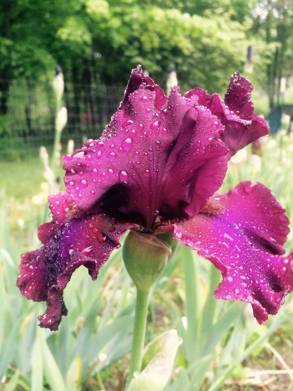Photo of Tall Bearded Iris (Iris 'Candy Apple Classic') uploaded by Lbsmitty
