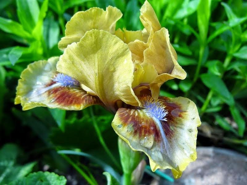 Photo of Standard Dwarf Bearded Iris (Iris 'Eye of Newt') uploaded by Orsola