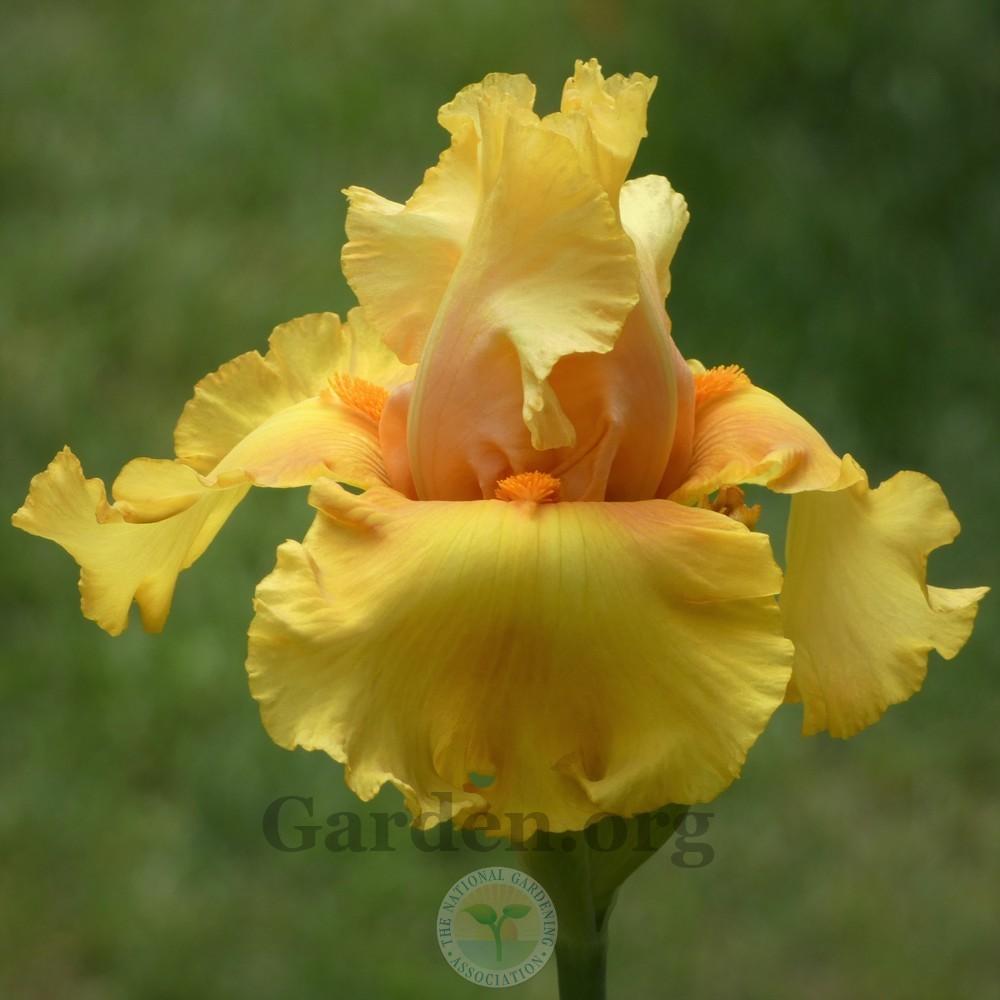 Photo of Tall Bearded Iris (Iris 'Abbondanza') uploaded by Patty