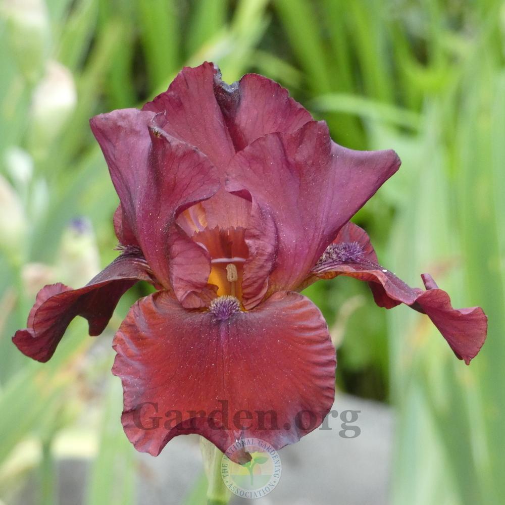 Photo of Tall Bearded Iris (Iris 'Red Dirt Road') uploaded by Patty