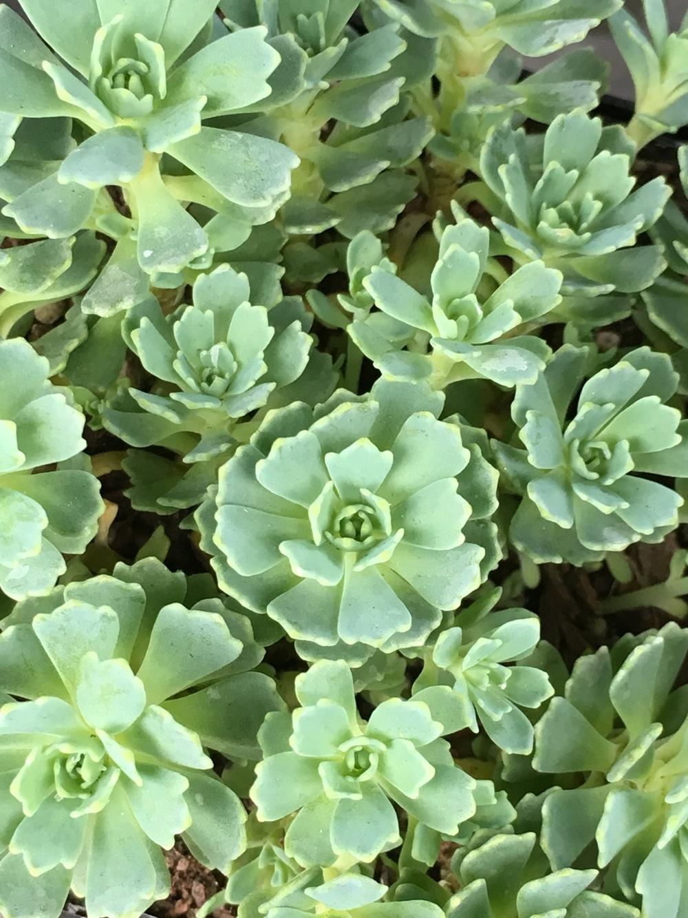 Photo of Afghan Stonecrop (Rhodiola pachyclada 'White Diamond') uploaded by Rebekah
