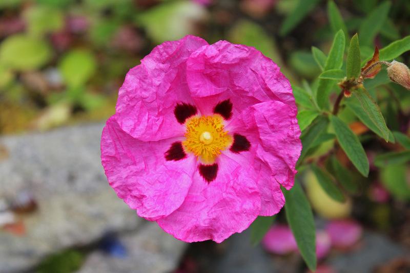 Photo of Purple-Flowered Rockrose (Cistus x purpureus) uploaded by RuuddeBlock