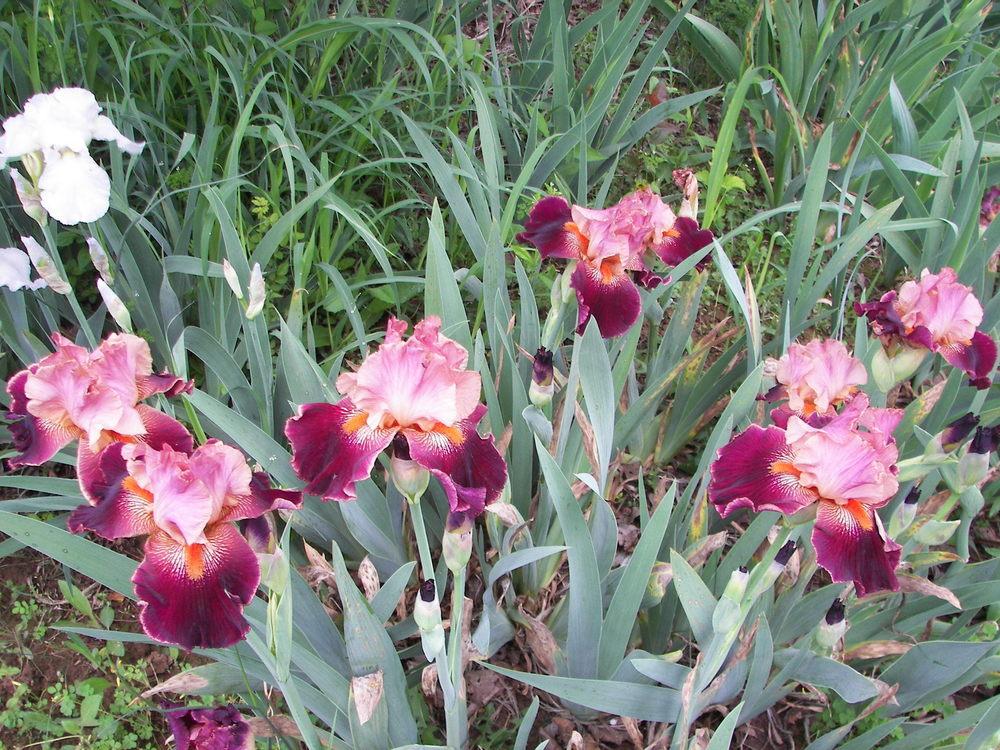 Photo of Tall Bearded Iris (Iris 'Backdraft') uploaded by alilyfan