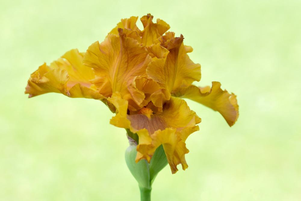 Photo of Tall Bearded Iris (Iris 'Golden Panther') uploaded by cliftoncat