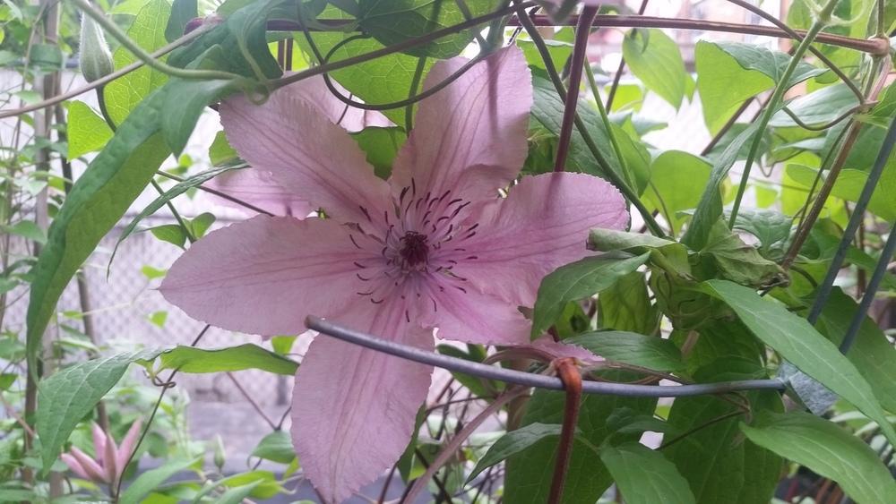Photo of Clematis Pink Chiffon™ uploaded by diasporalife