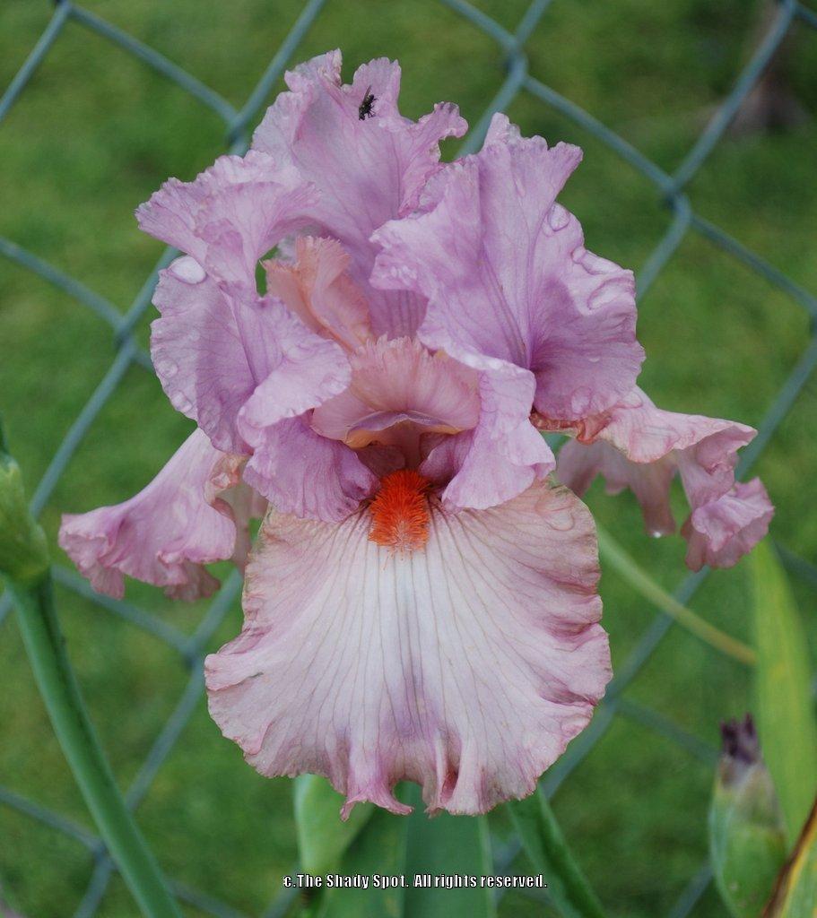 Photo of Tall Bearded Iris (Iris 'Designer Label') uploaded by lovemyhouse