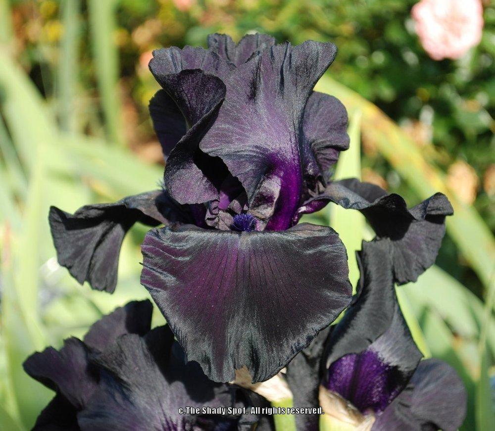 Photo of Tall Bearded Iris (Iris 'Black Suited') uploaded by lovemyhouse