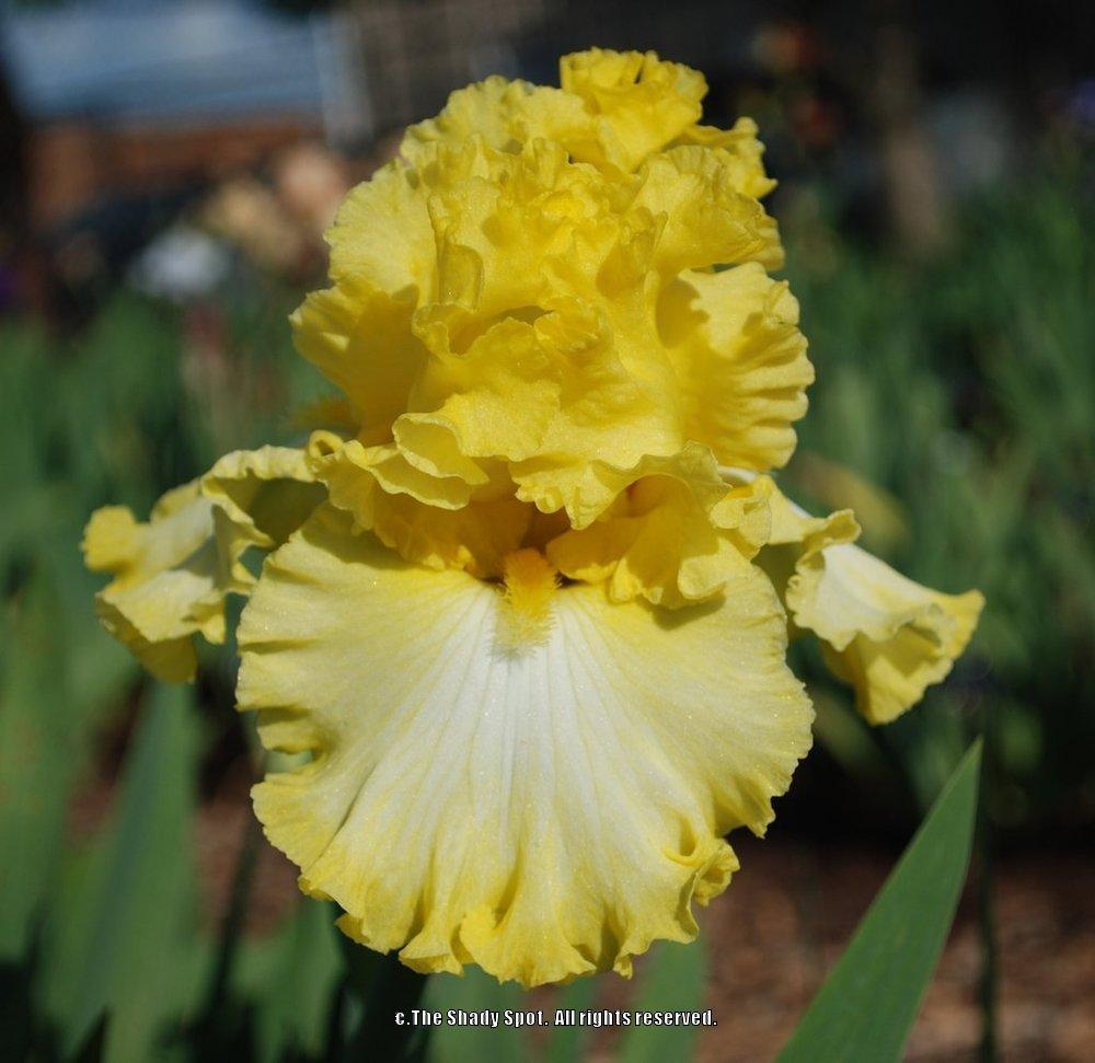 Photo of Tall Bearded Iris (Iris 'Beauty Becomes Her') uploaded by lovemyhouse
