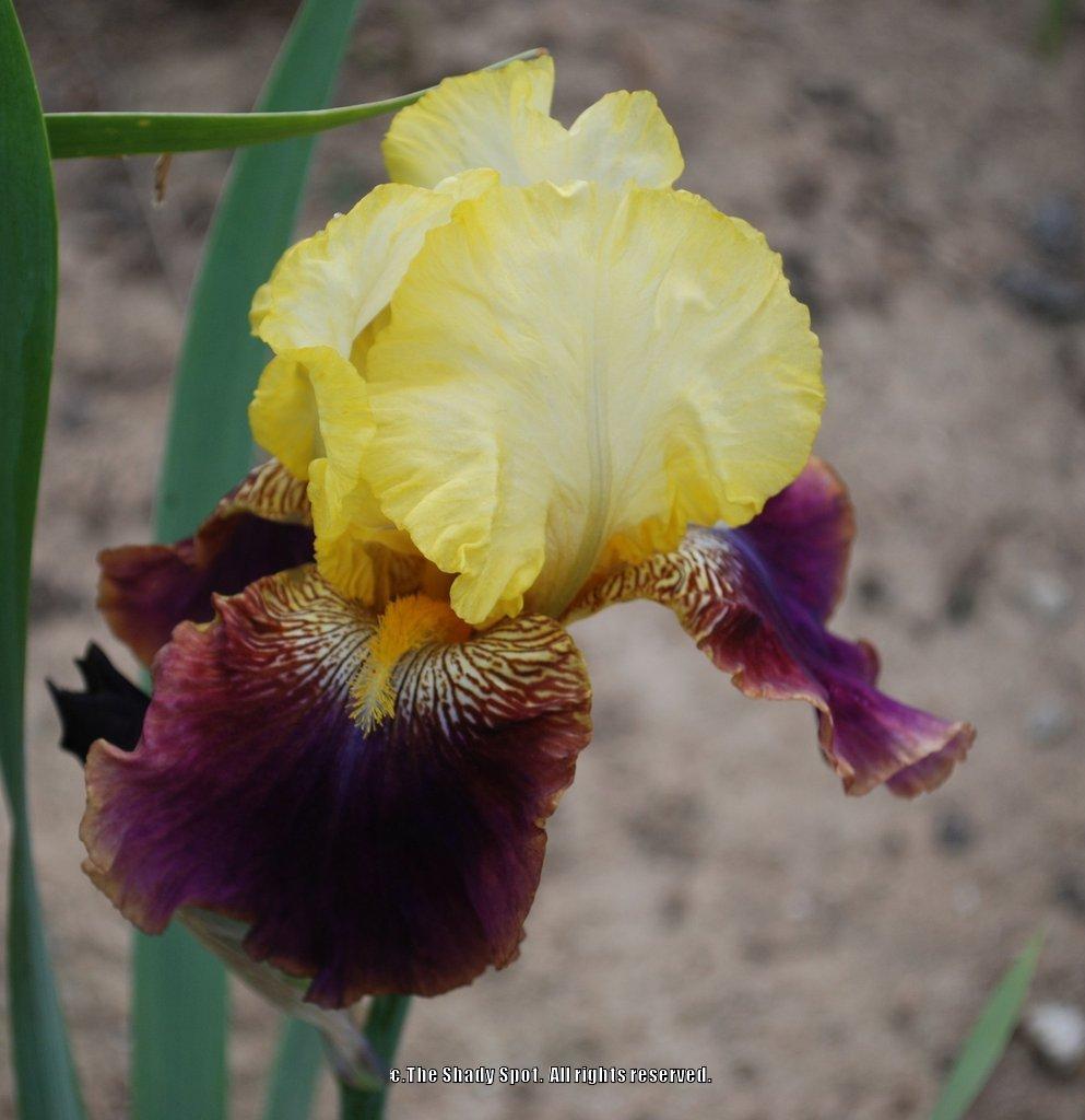 Photo of Tall Bearded Iris (Iris 'Blatant') uploaded by lovemyhouse