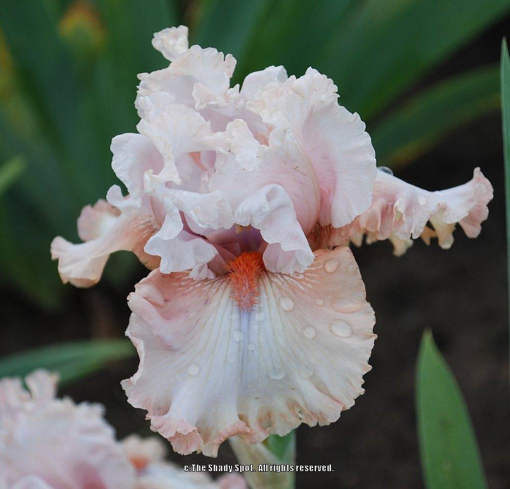 Photo of Tall Bearded Iris (Iris 'Double Platinum') uploaded by lovemyhouse