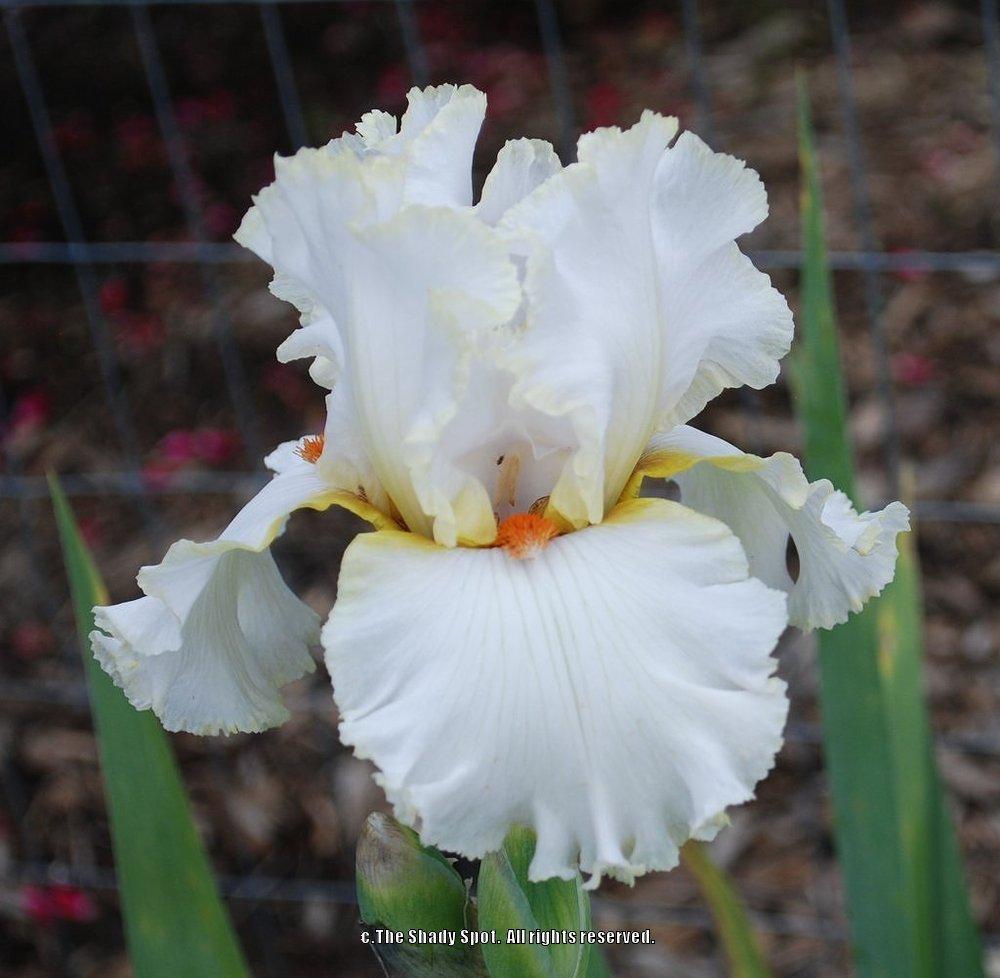 Photo of Tall Bearded Iris (Iris 'Casting Crowns') uploaded by lovemyhouse