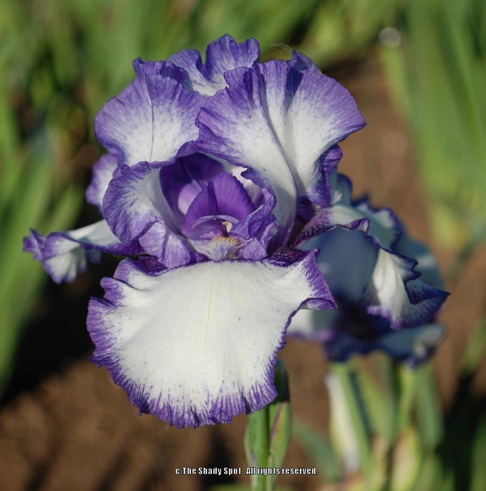 Photo of Tall Bearded Iris (Iris 'Classic Look') uploaded by lovemyhouse