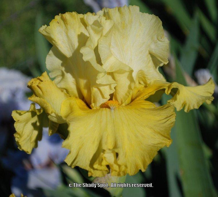 Photo of Tall Bearded Iris (Iris 'Dream Team') uploaded by lovemyhouse