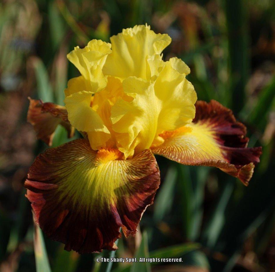 Photo of Tall Bearded Iris (Iris 'Burst of Glory') uploaded by lovemyhouse