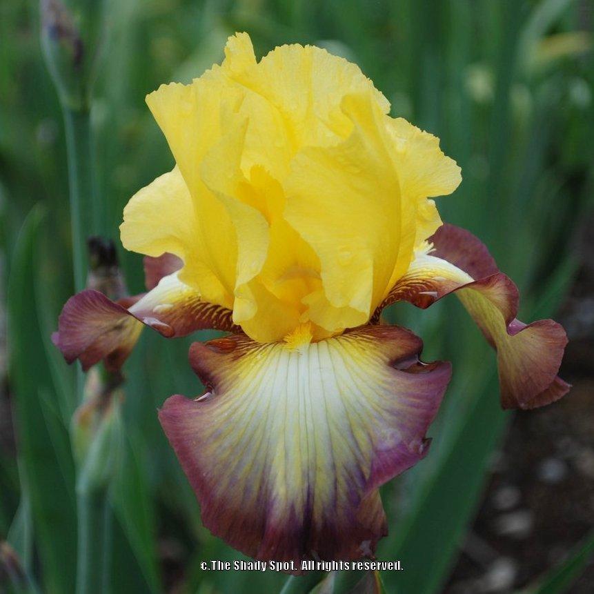 Photo of Tall Bearded Iris (Iris 'Clothed in Glory') uploaded by lovemyhouse