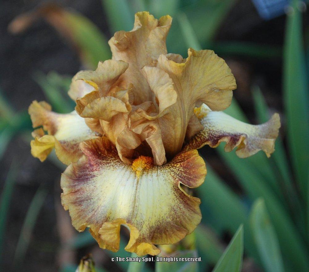 Photo of Tall Bearded Iris (Iris 'Dog Days') uploaded by lovemyhouse