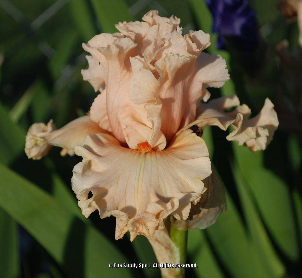 Photo of Tall Bearded Iris (Iris 'Coralina') uploaded by lovemyhouse