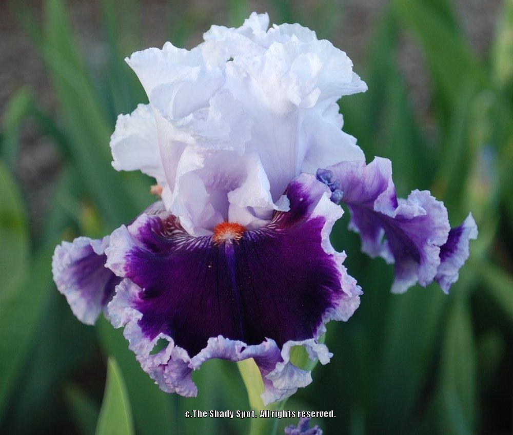 Photo of Tall Bearded Iris (Iris 'Daring Deception') uploaded by lovemyhouse
