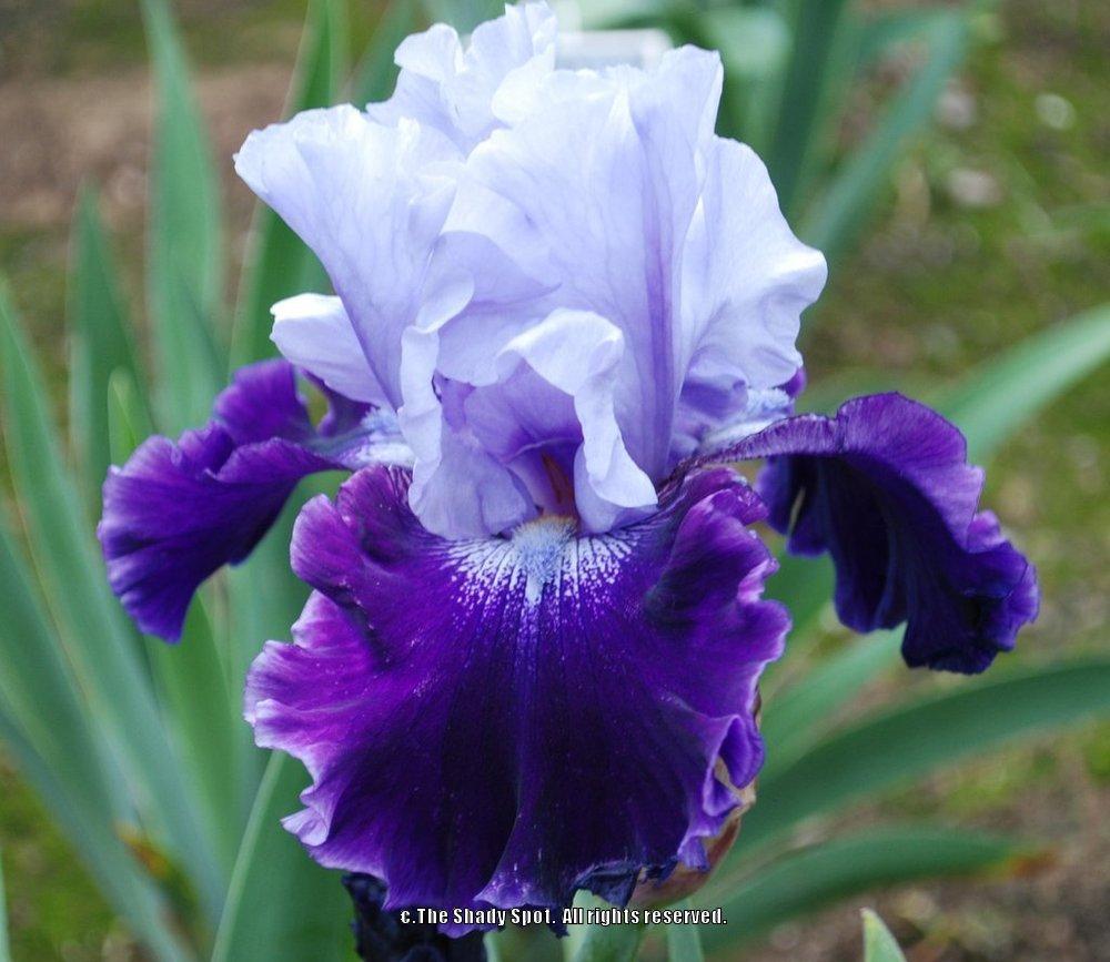 Photo of Tall Bearded Iris (Iris 'Fabulous One') uploaded by lovemyhouse