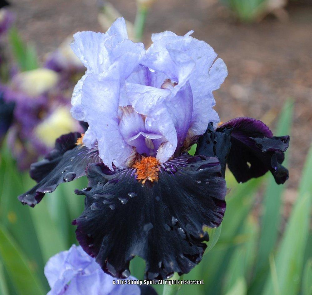 Photo of Tall Bearded Iris (Iris 'Bohemia After Dark') uploaded by lovemyhouse