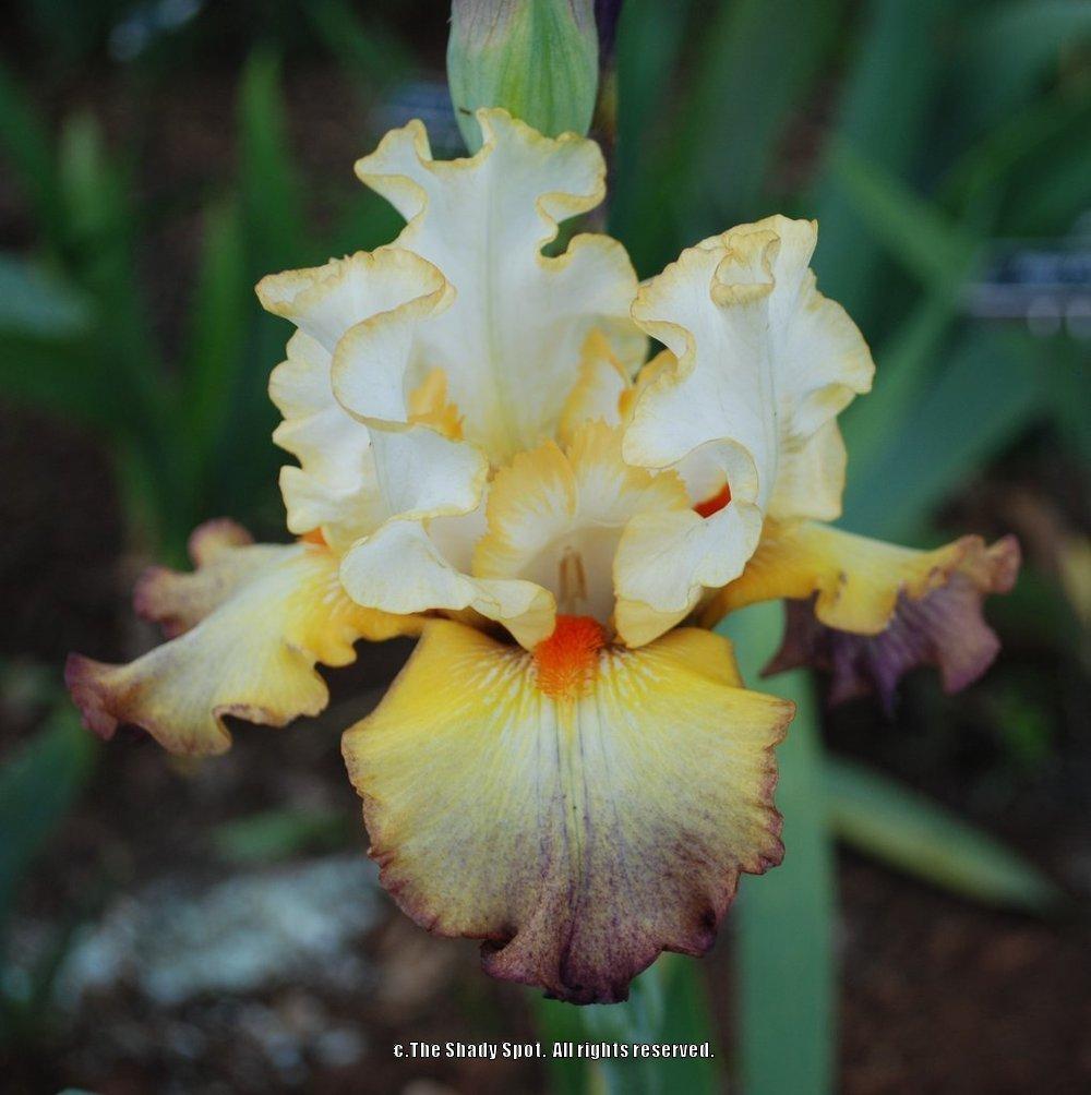 Photo of Tall Bearded Iris (Iris 'Expect Wonders') uploaded by lovemyhouse