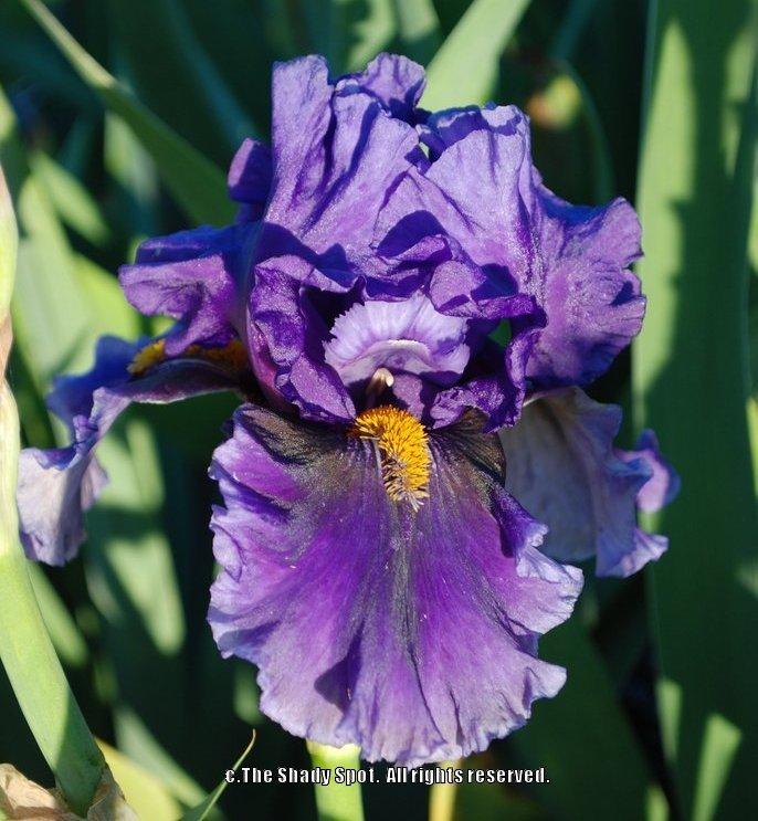 Photo of Tall Bearded Iris (Iris 'Deep Dark Secret') uploaded by lovemyhouse
