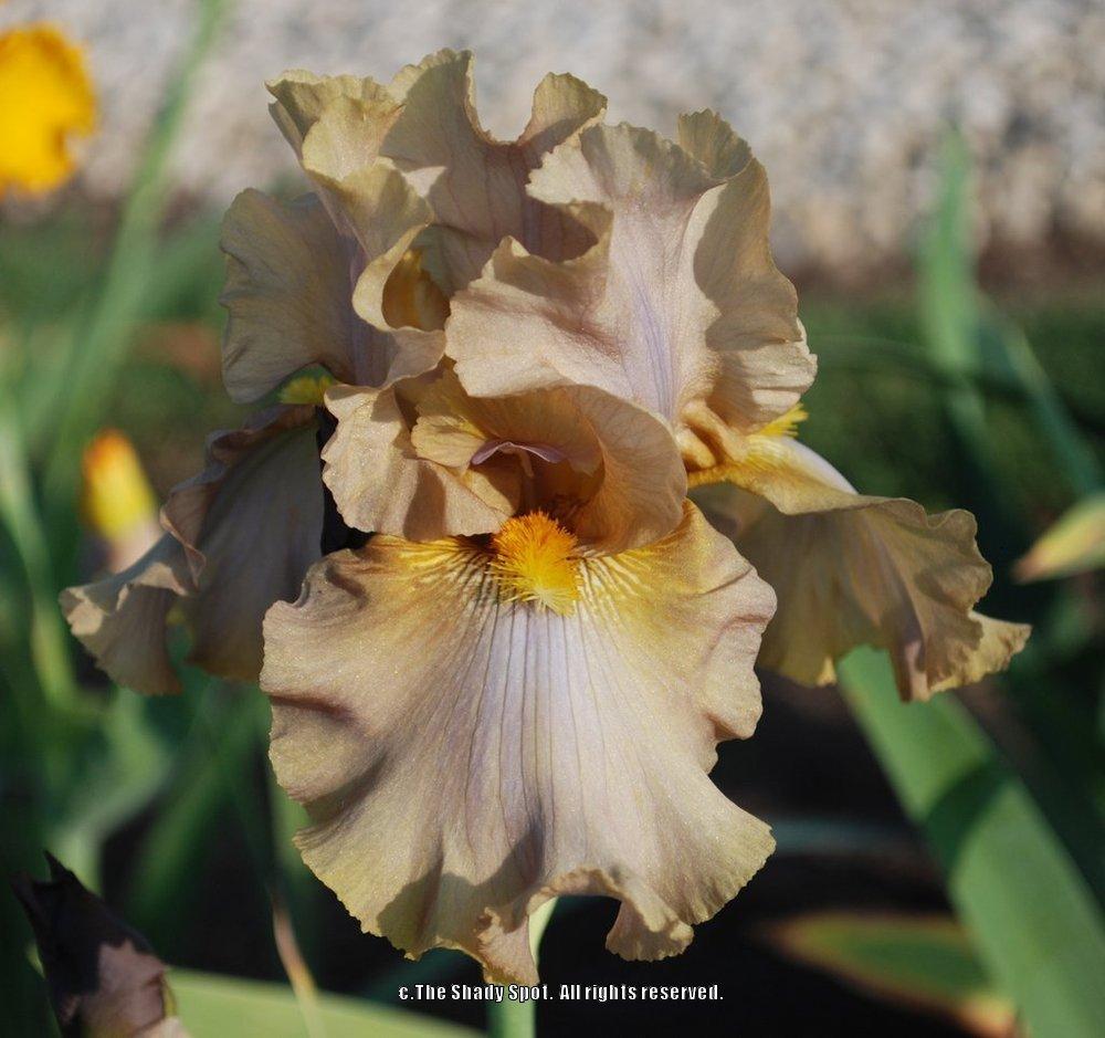 Photo of Tall Bearded Iris (Iris 'Downtown Brown') uploaded by lovemyhouse