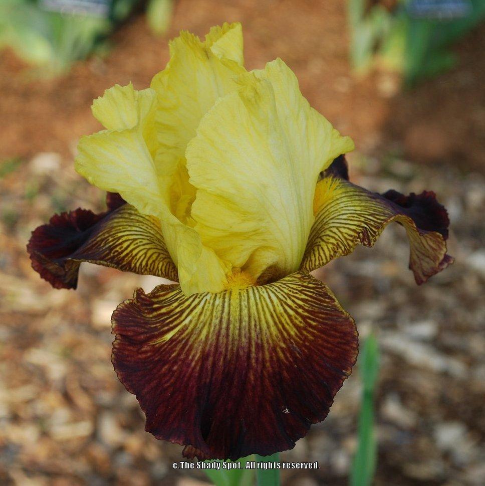 Photo of Tall Bearded Iris (Iris 'Living on the Edge') uploaded by lovemyhouse