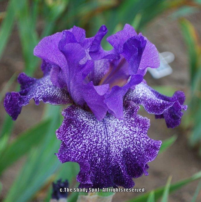 Photo of Tall Bearded Iris (Iris 'Celestial Explosion') uploaded by lovemyhouse