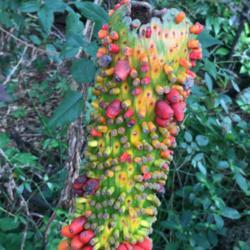 Location: Fairchild Gardens, Miami FL
Date: 2016-12
close-up of berries