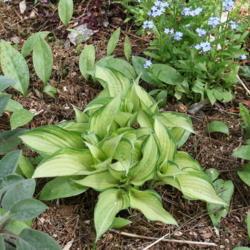 Location: My Garden, Ontario, Canada
Date: 2017-05-23
Ghost Spirit blooming alongside Stachys byzantina 'Big Ears' and 