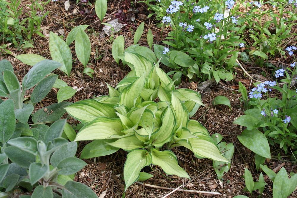 Photo of Hosta 'Ghost Spirit' uploaded by touchofsky