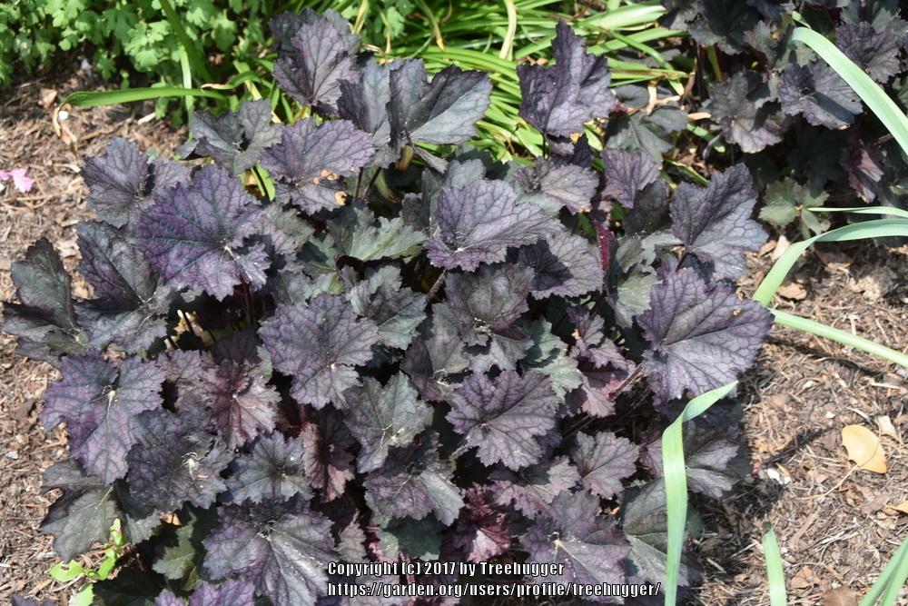 Photo of Coral Bells (Heuchera 'Frosted Violet') uploaded by treehugger