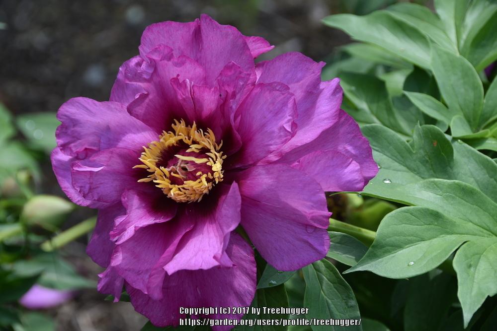 Photo of Itoh Peony (Paeonia 'Morning Lilac') uploaded by treehugger