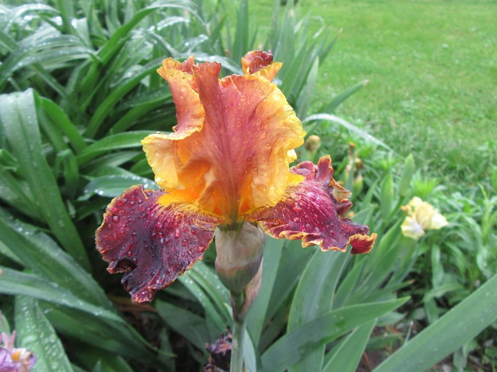 Photo of Border Bearded Iris (Iris 'Boy Genius') uploaded by tveguy3
