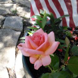 Location: My garden, Grapevine, TX
Date: Memorial weekend 2017
Perfect container rose