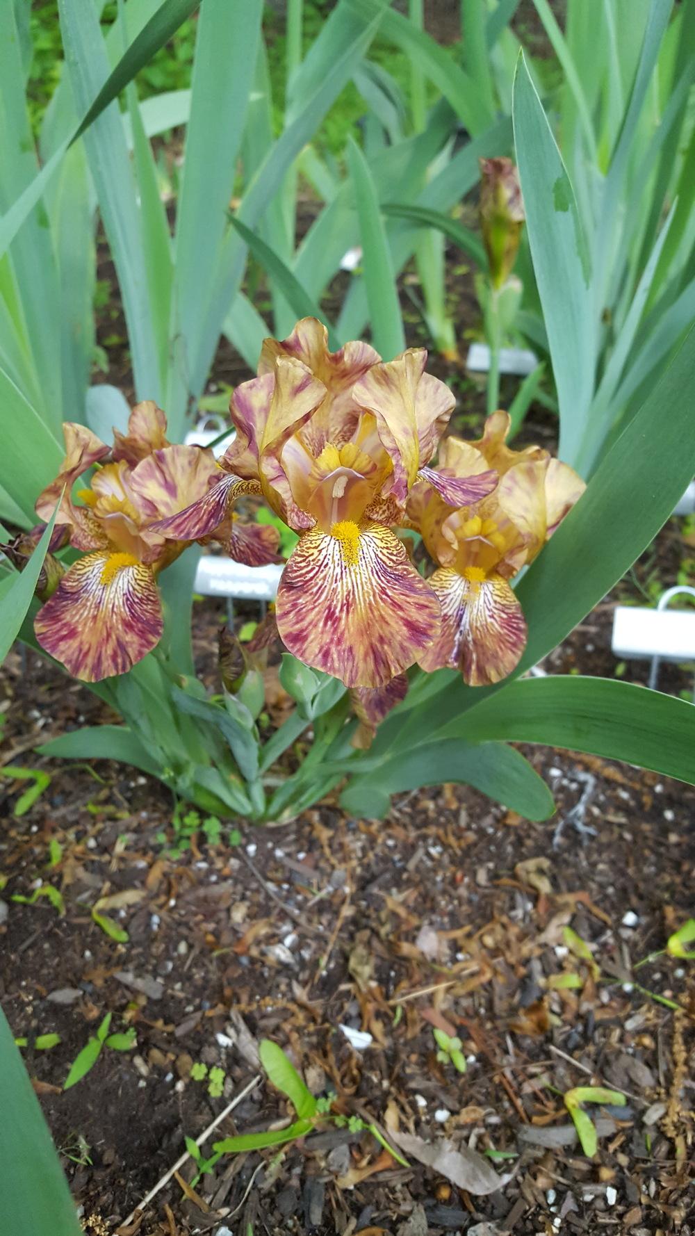 Photo of Intermediate Bearded Iris (Iris 'Peppered Leopard') uploaded by Dachsylady86