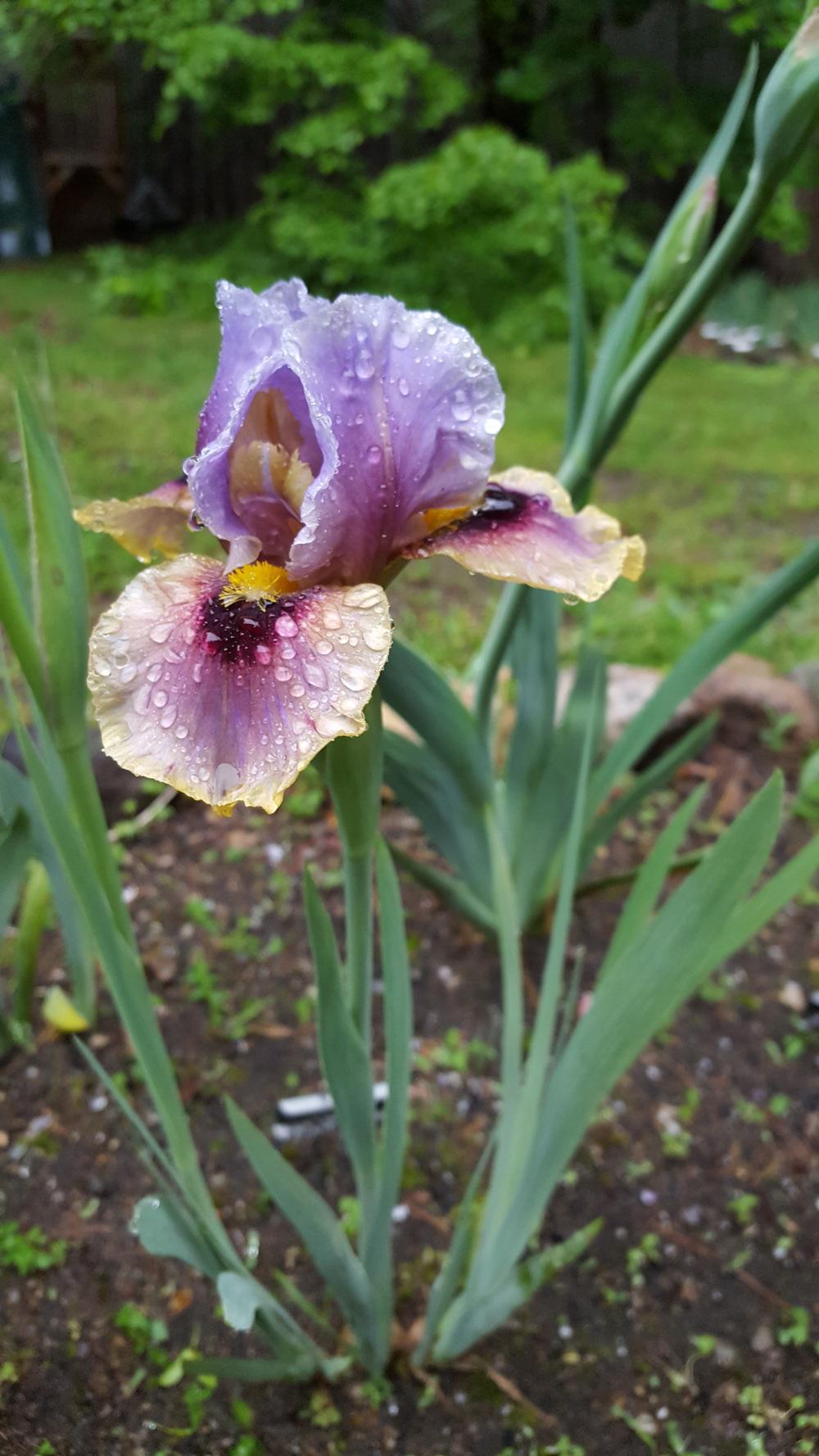 Photo of Arilbred Iris (Iris 'Eye to Eye') uploaded by Dachsylady86