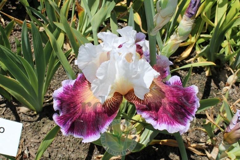Photo of Tall Bearded Iris (Iris 'Care To Dance') uploaded by HighdesertNiki