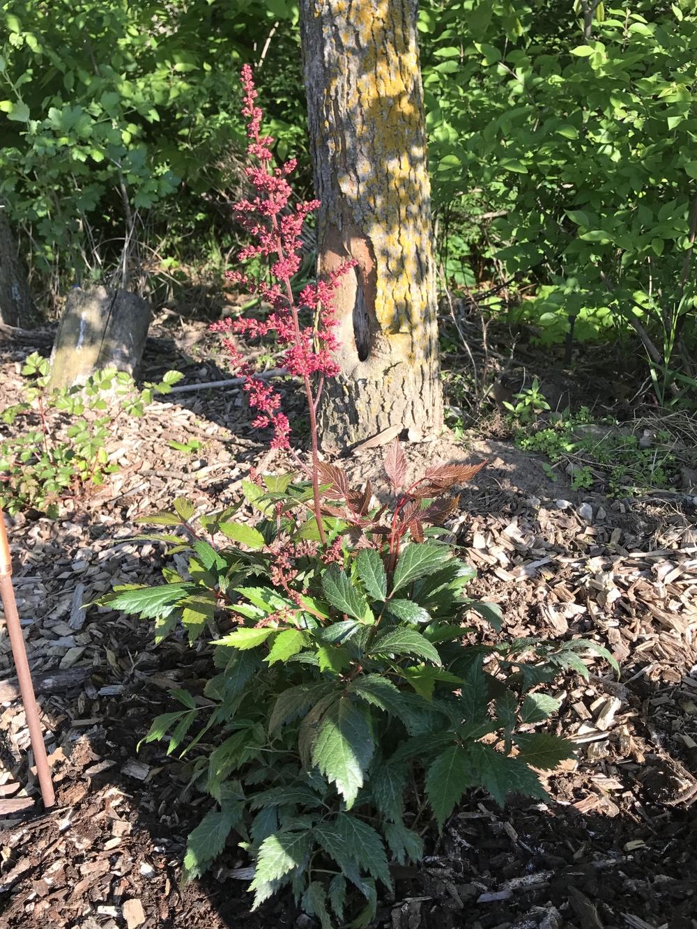Photo of Astilbe 'Fanal' uploaded by Legalily