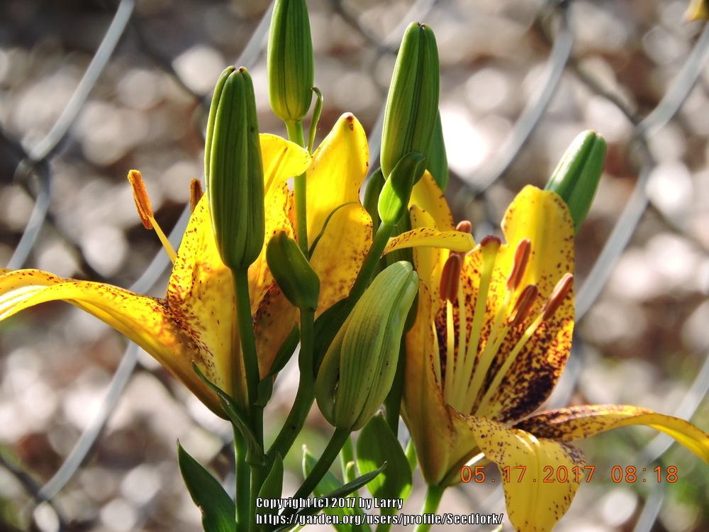 Photo of Lily (Lilium 'Tigerplay') uploaded by Seedfork