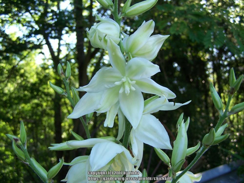 Photo of Adam's Needle (Yucca filamentosa 'Color Guard') uploaded by chickhill
