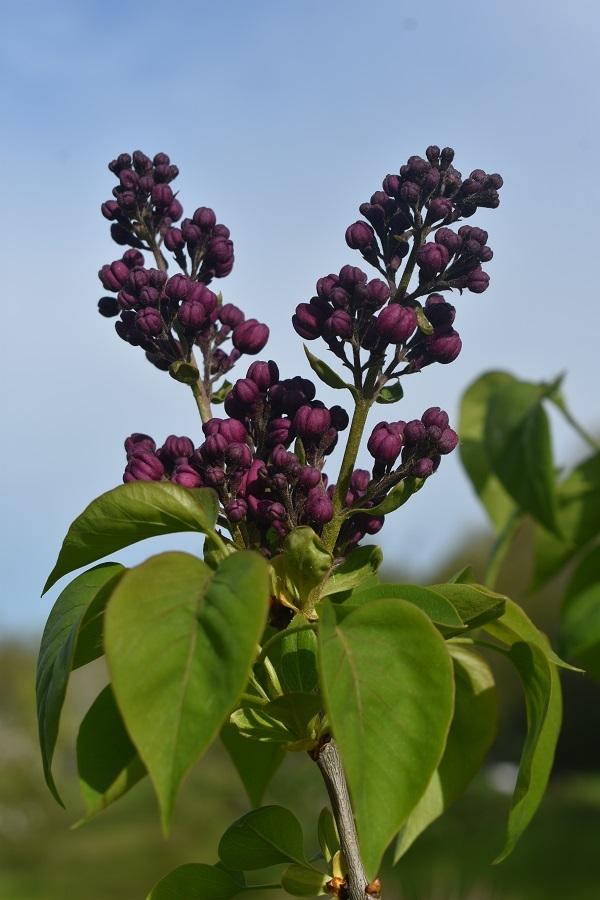 Photo of Common Lilac (Syringa vulgaris 'Sensation') uploaded by pixie62560