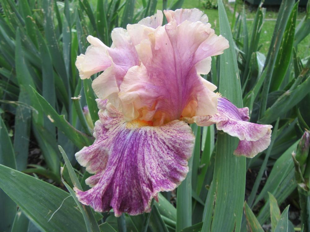 Photo of Tall Bearded Iris (Iris 'Celtic Tartan') uploaded by tveguy3