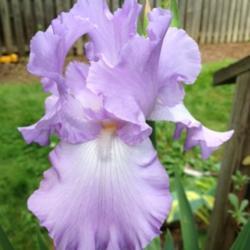Location: In my garden, Falls Church, VA
Date: 2017-05-27
Flower is actually a light blue